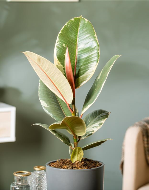 Ficus elastica Tineke