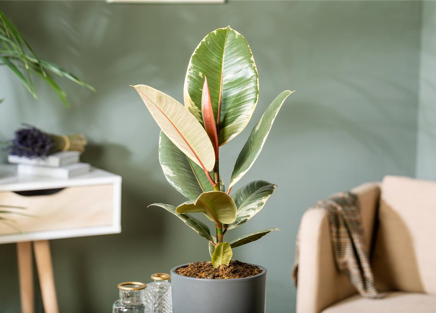 Ficus elastica Tineke