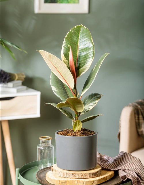 Ficus elastica Tineke