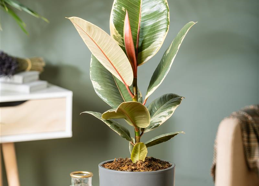 Ficus elastica Tineke