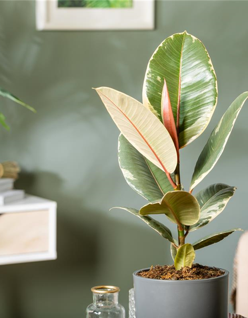 Ficus elastica Tineke