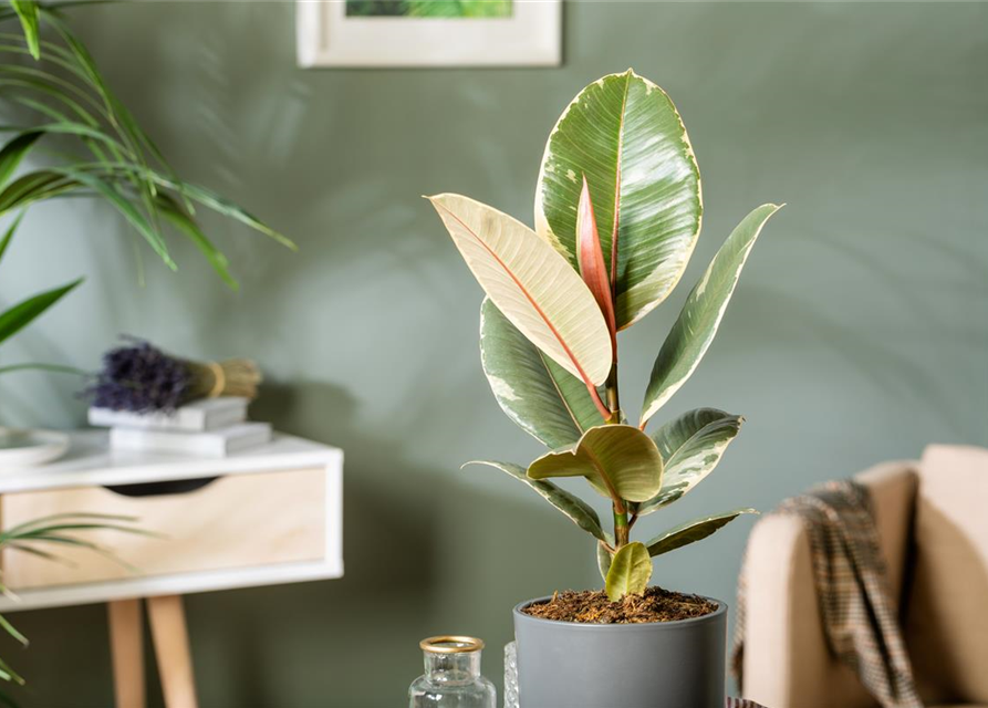 Ficus elastica Tineke