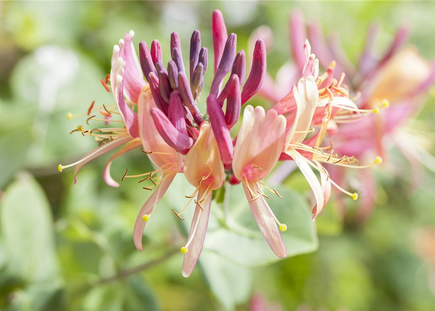 Lonicera Periclymenum