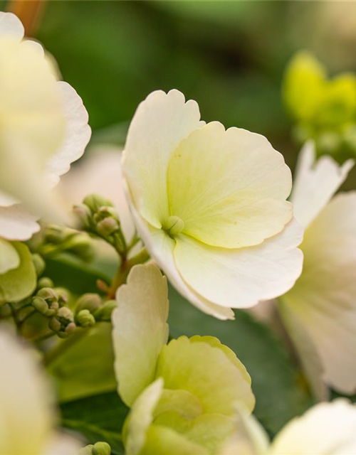 Hydrangea macrophylla Runaway Bride