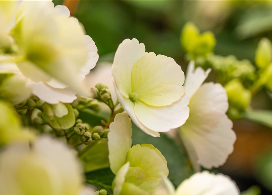 Hydrangea macrophylla Runaway Bride