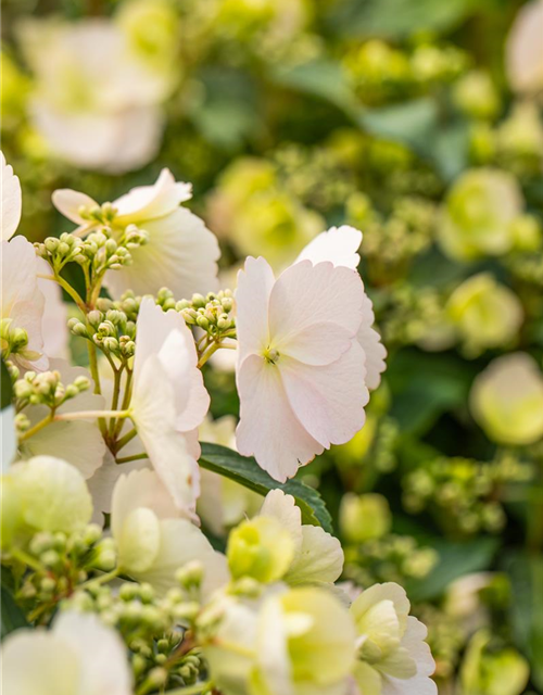 Hydrangea macrophylla Runaway Bride