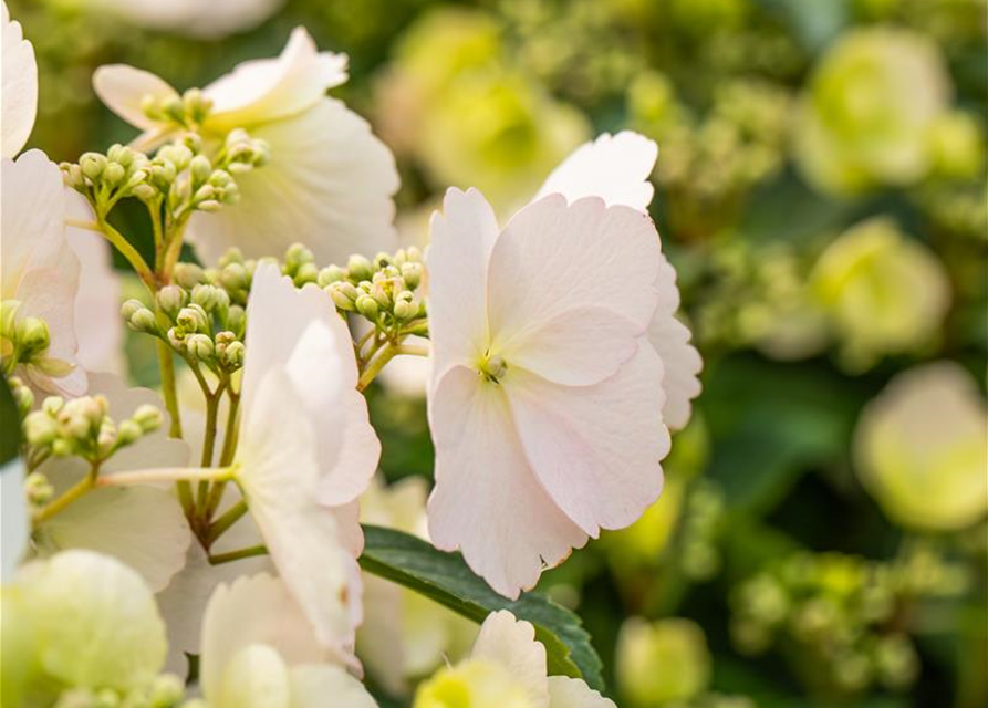 Hydrangea macrophylla Runaway Bride