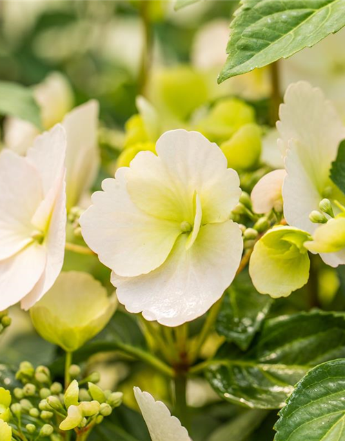 Hydrangea macrophylla Runaway Bride