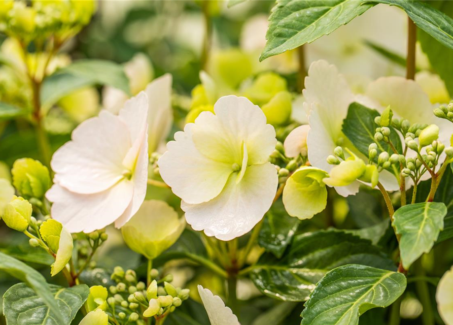 Hydrangea macrophylla Runaway Bride