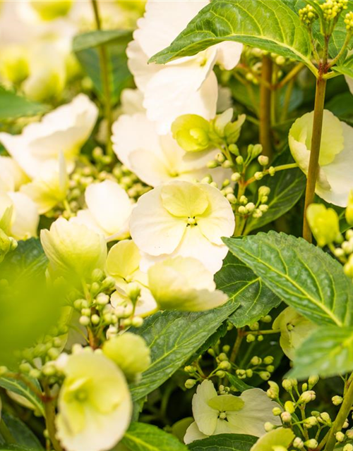 Hydrangea macrophylla Runaway Bride