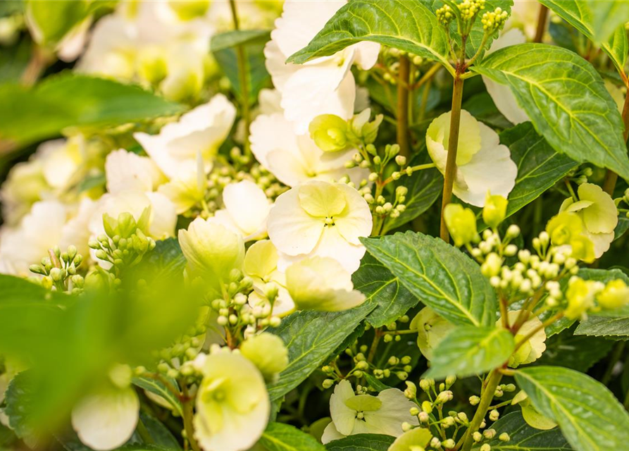 Hydrangea macrophylla Runaway Bride