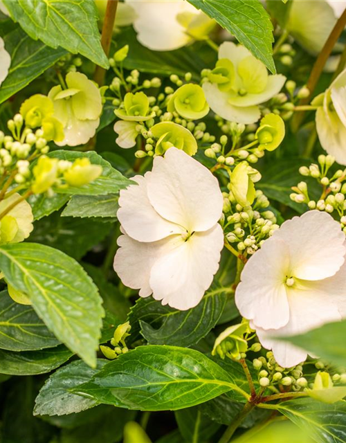 Hydrangea macrophylla Runaway Bride