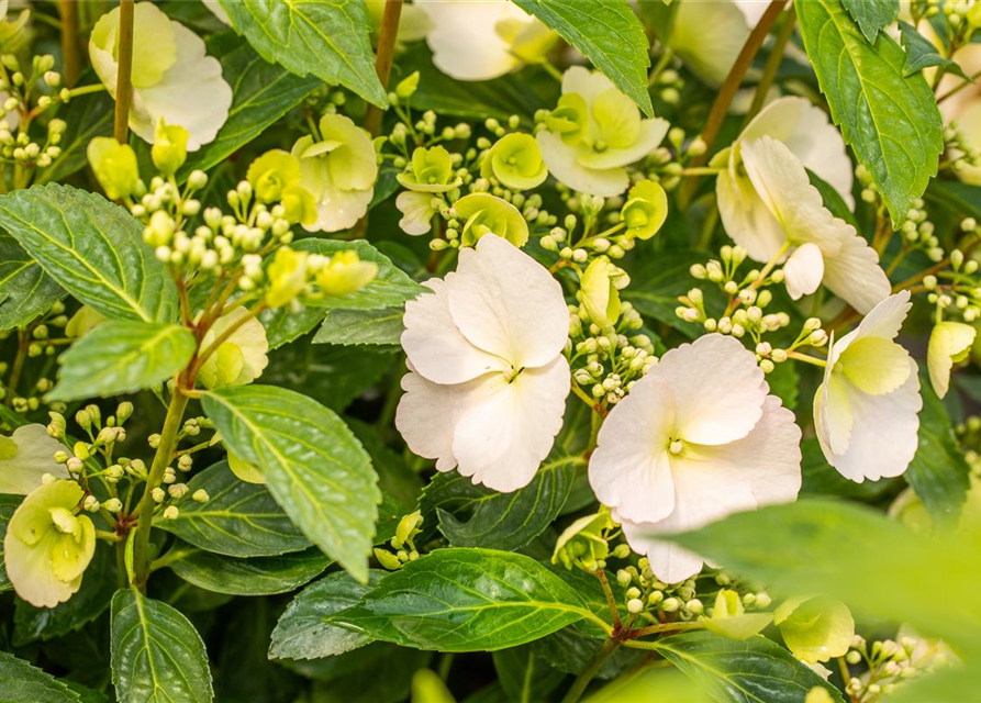 Hydrangea macrophylla Runaway Bride