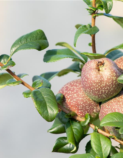 Chaenomeles Friesdorfer Typ 205