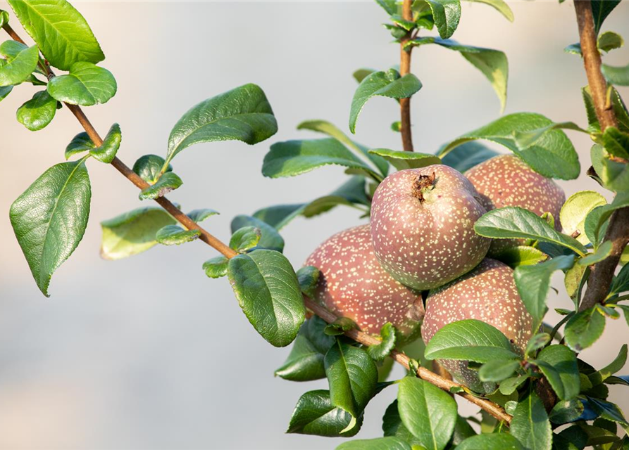 Chaenomeles Friesdorfer Typ 205