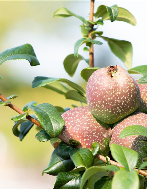 Chaenomeles Friesdorfer Typ 205