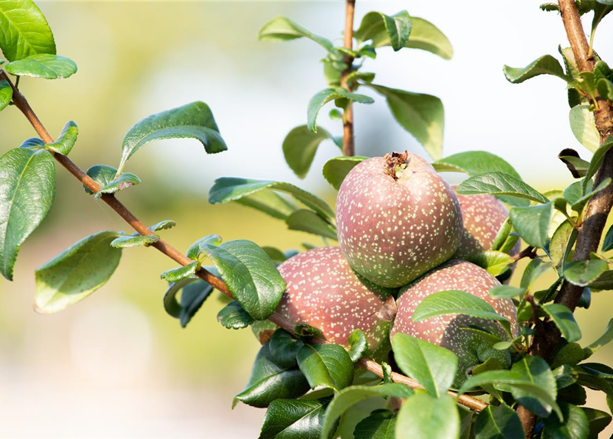 Chaenomeles Friesdorfer Typ 205