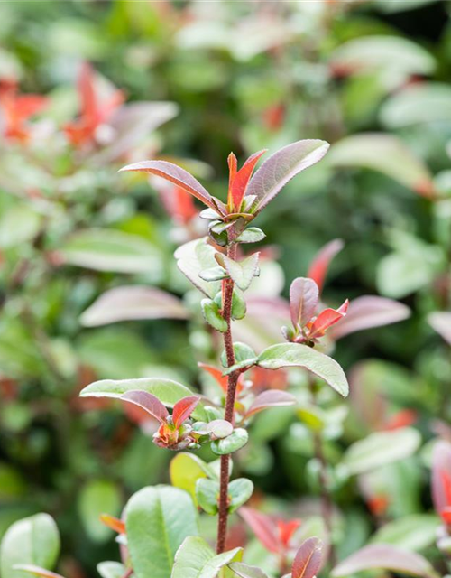 Chaenomeles Friesdorfer Typ 205