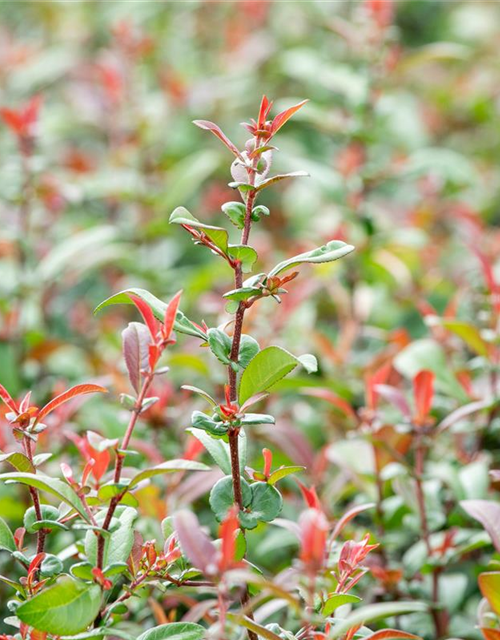 Chaenomeles Friesdorfer Typ 205