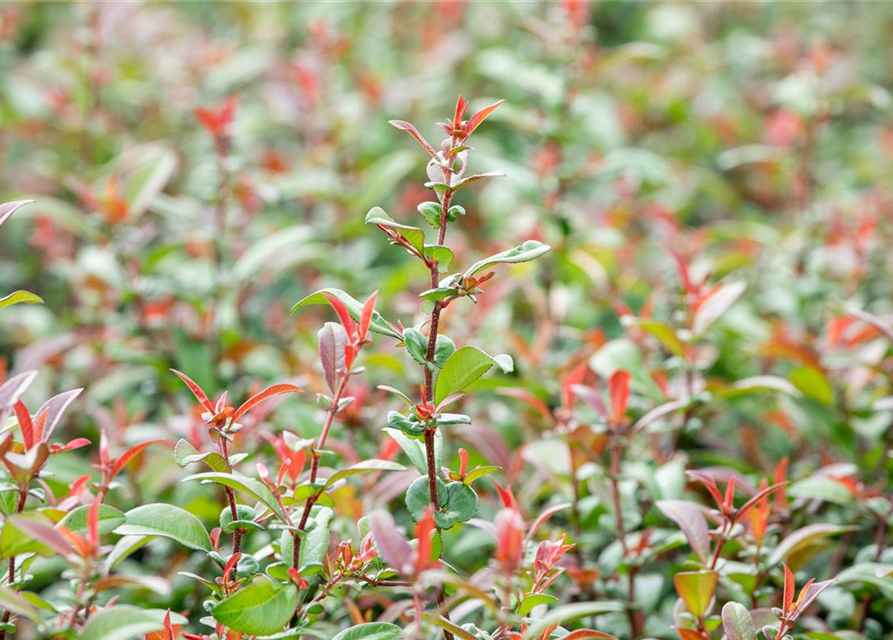 Chaenomeles Friesdorfer Typ 205