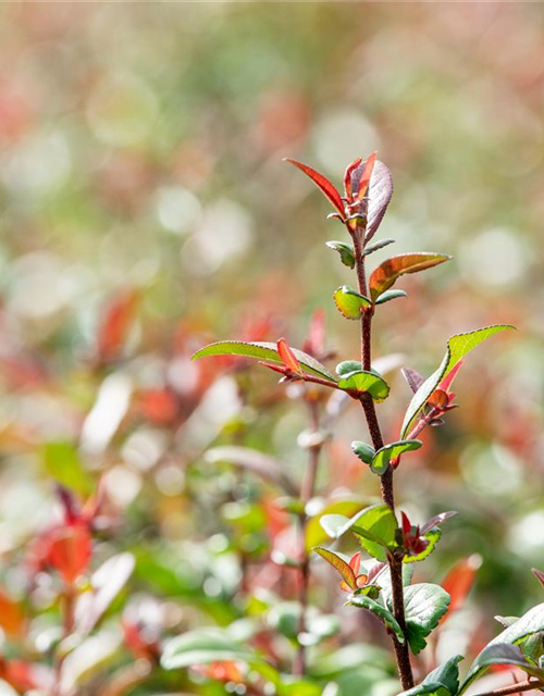 Chaenomeles Friesdorfer Typ 205