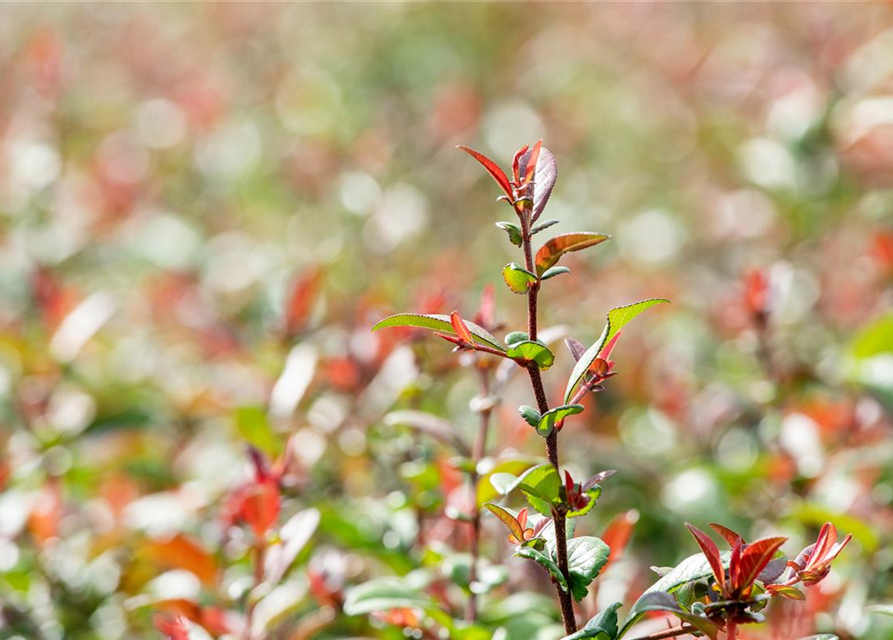 Chaenomeles Friesdorfer Typ 205