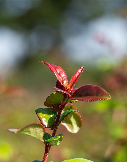 Chaenomeles Friesdorfer Typ 205