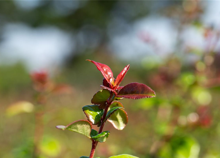 Chaenomeles Friesdorfer Typ 205