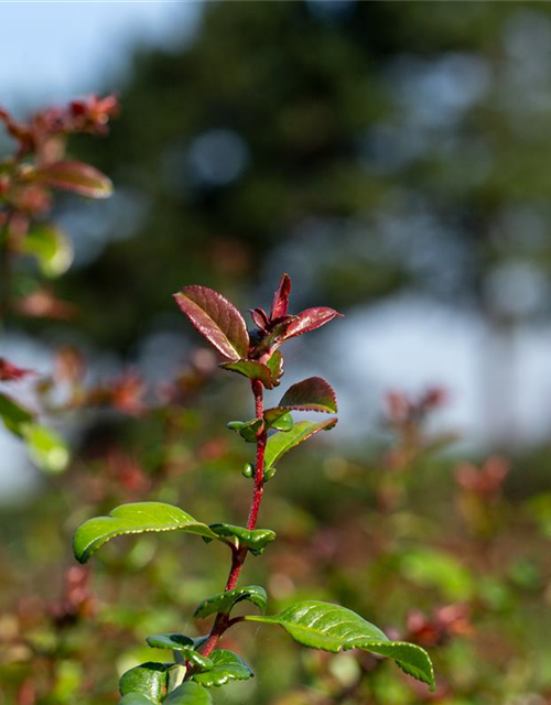 Chaenomeles Friesdorfer Typ 205