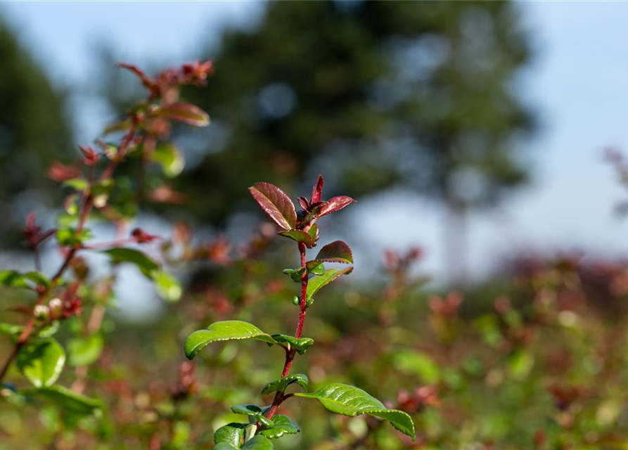 Chaenomeles Friesdorfer Typ 205