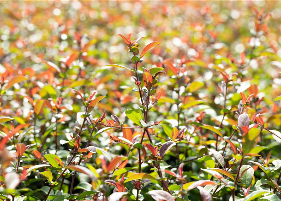 Chaenomeles Friesdorfer Typ 205