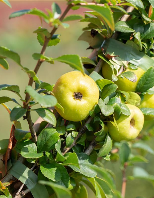 Chaenomeles japonica Sargentii