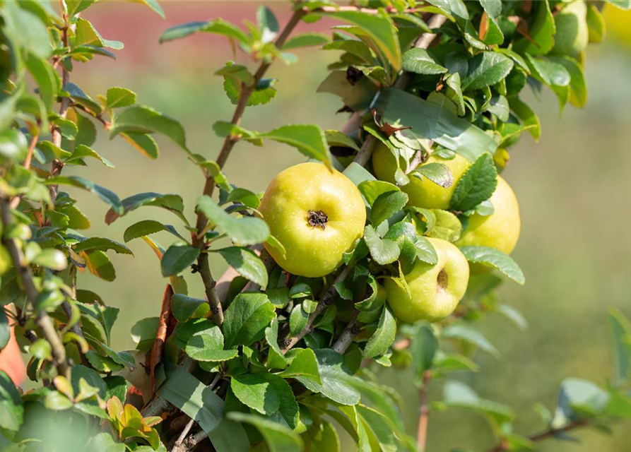 Chaenomeles japonica Sargentii