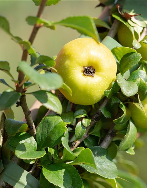 Chaenomeles japonica Sargentii