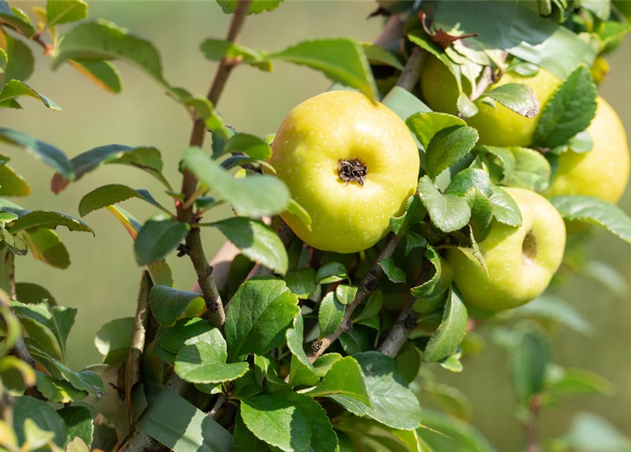 Chaenomeles japonica Sargentii