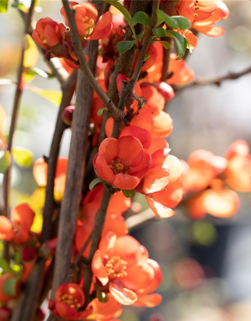 Chaenomeles japonica Sargentii