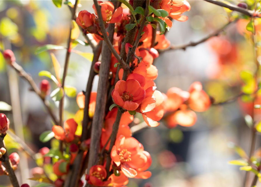 Chaenomeles japonica Sargentii