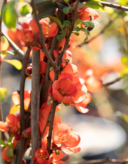 Chaenomeles japonica Sargentii