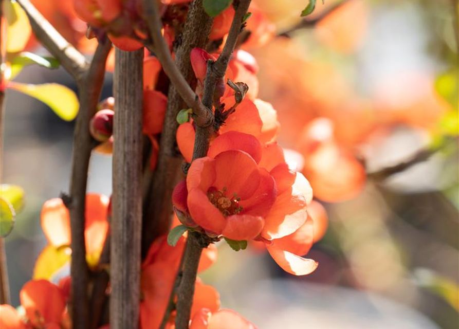 Chaenomeles japonica Sargentii