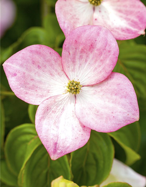 Cornus kousa Satomi