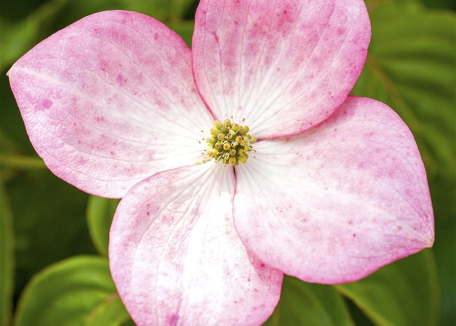 Cornus kousa Satomi