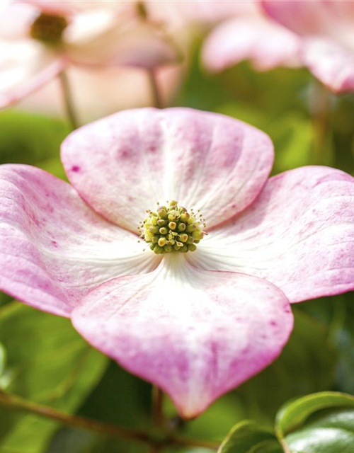 Cornus kousa Satomi