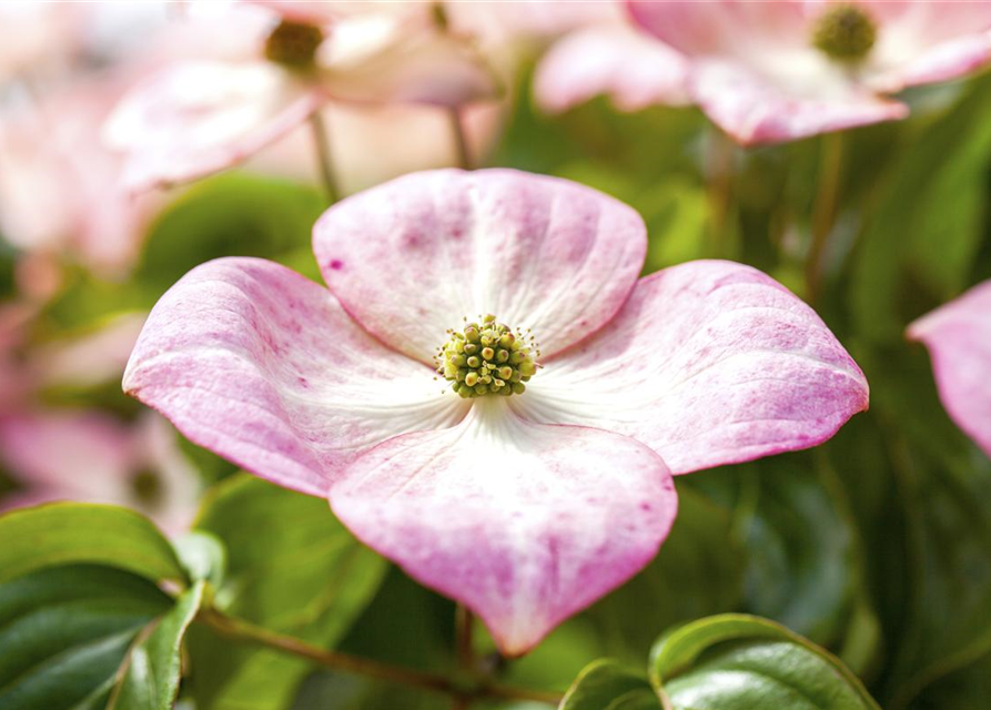 Cornus kousa Satomi