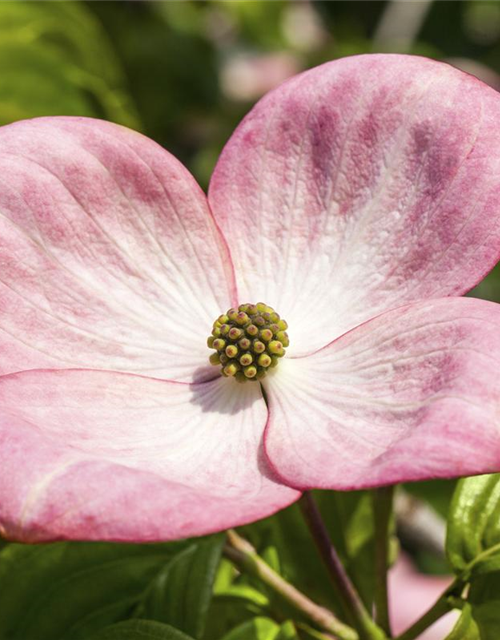 Cornus kousa Satomi