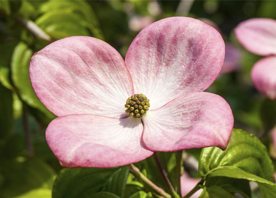 Cornus kousa Satomi