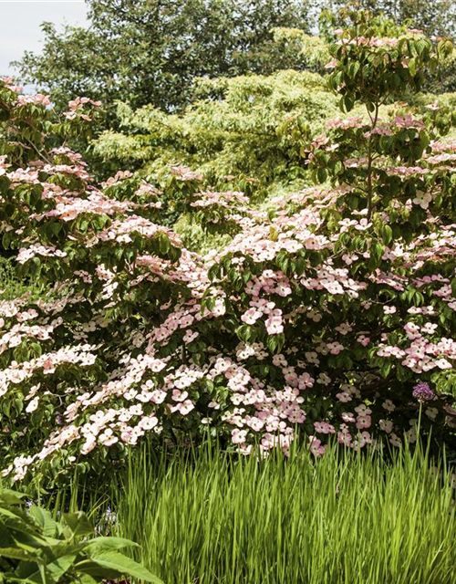 Cornus kousa Satomi