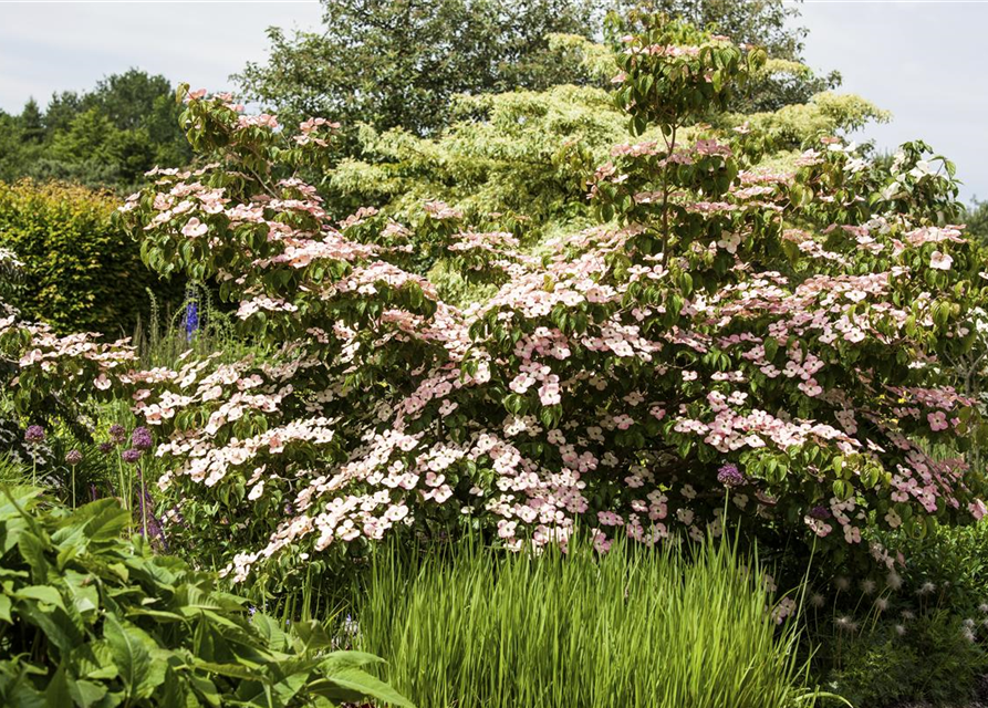 Cornus kousa Satomi