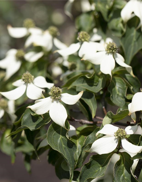 Cornus kousa Satomi