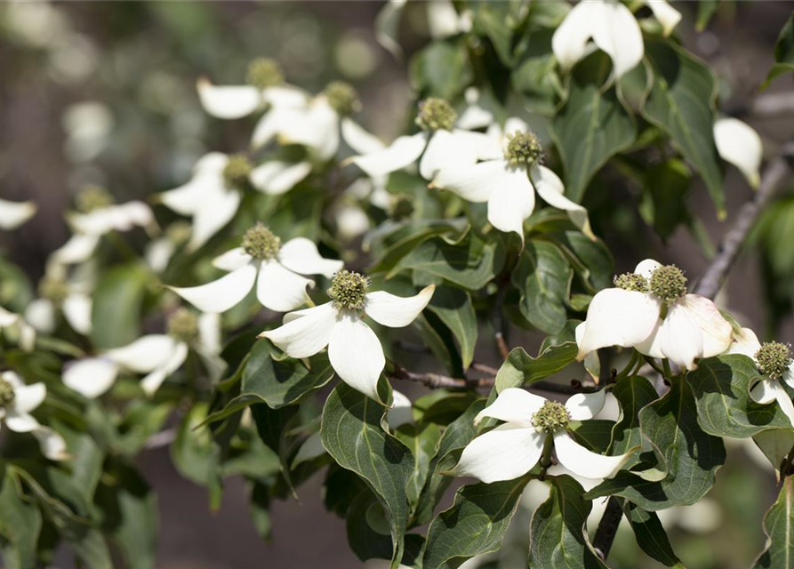 Cornus kousa Satomi