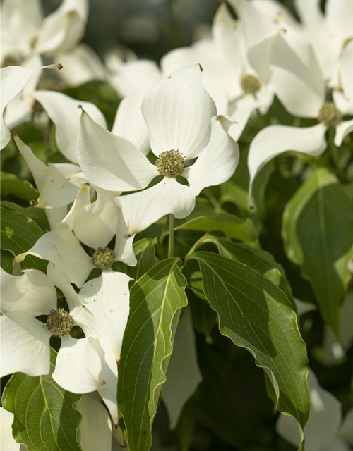 Cornus kousa Satomi